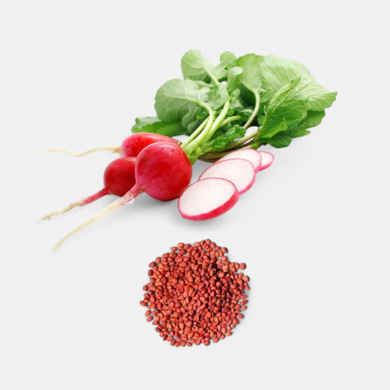 Radish Red Imported Globe (50 seeds) - Sunrise