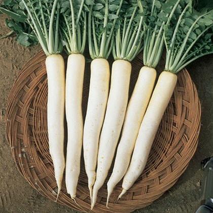 Radish Seeds F1 Hybrid All Season 99 - omaxe seeds