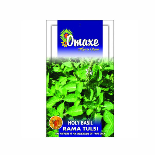 Rama Tulsi (Holy Basil ) Pack of 100 Seeds - omaxe seeds