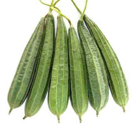 Ridge Gourd F1 Hybrid seeds - omaxe seeds