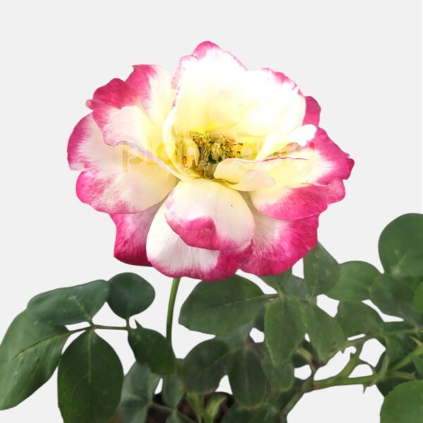 Rose Bicolor Plant in 6" Inch Pot