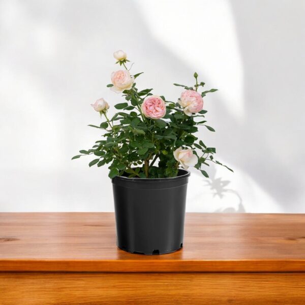 Rose Floribunda Pink Plant - Pink Summer Snow Rose