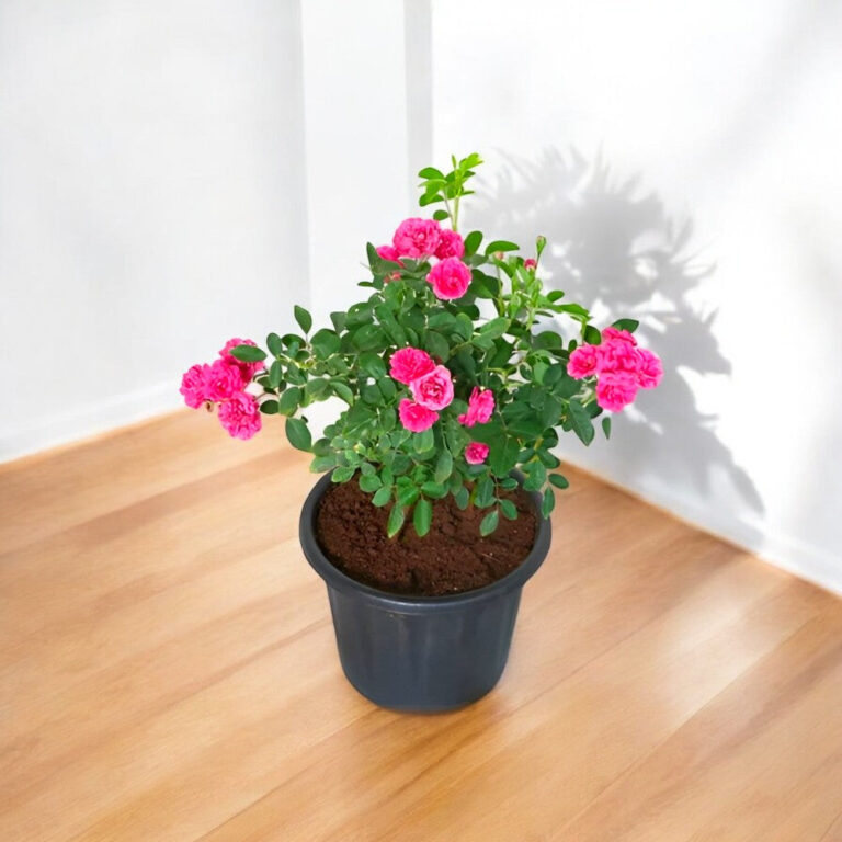 Rose Miniature Pink Plant in 6" Inch Pot