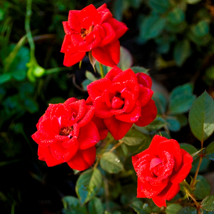 Rose Miniature Red Plant in 6" Inch Pot - Red Button Rose