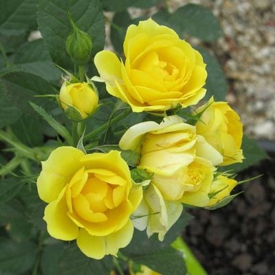 Rose Miniature Yellow Plant in 6' Inch Pot - Yellow Button Rose