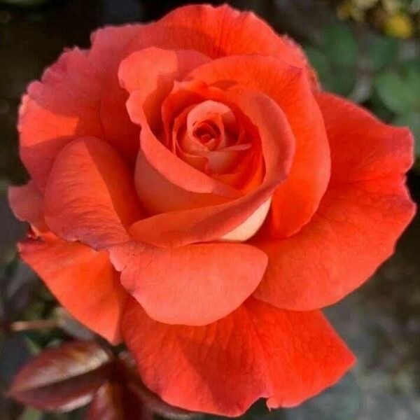 Rose Orange Plant in 6' Inch Pot