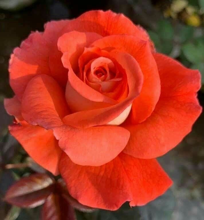 Rose Orange Plant in 6' Inch Pot