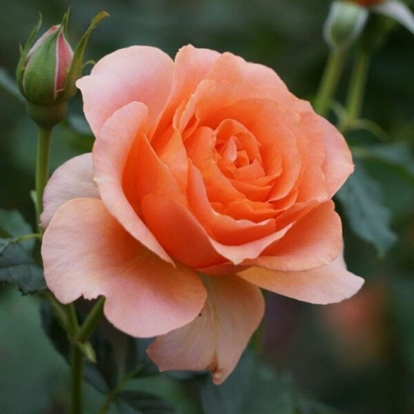 Rose Peach Plant in 6' Inch Pot