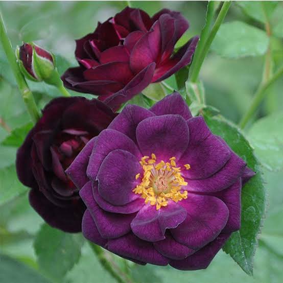 Rose Purple Plant in 6" Inch Pot