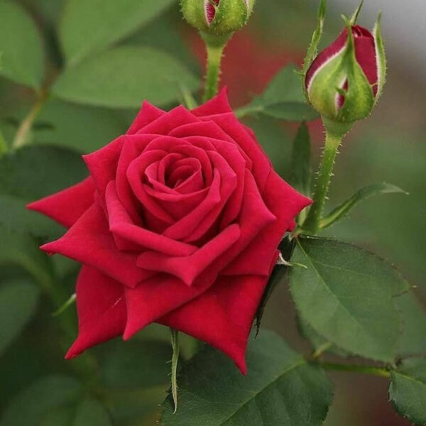 Rose Red Plant in 6' Inch Pot