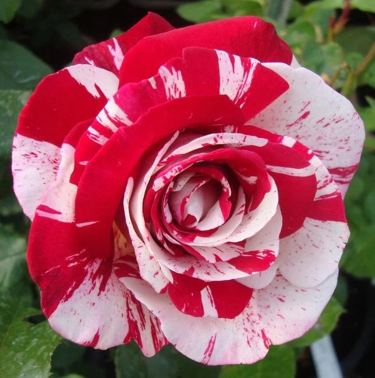 Rose "Rock & Roll" Plant in 6' Inch Pot