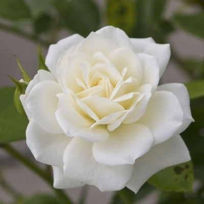 Rose White Plant in 6' Inch Pot
