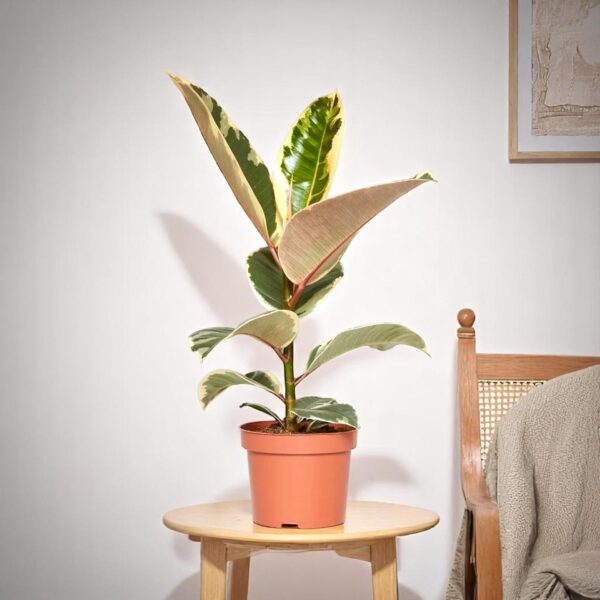 Rubber Plant Variegated - Ficus Elastica