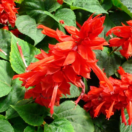 Salvia Bon Fire seeds - omaxe seeds