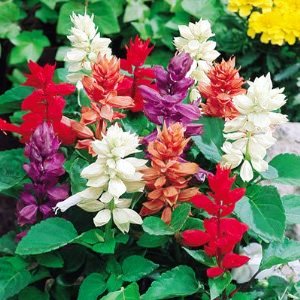 Salvia F1 Mixed Seeds - omaxe seeds