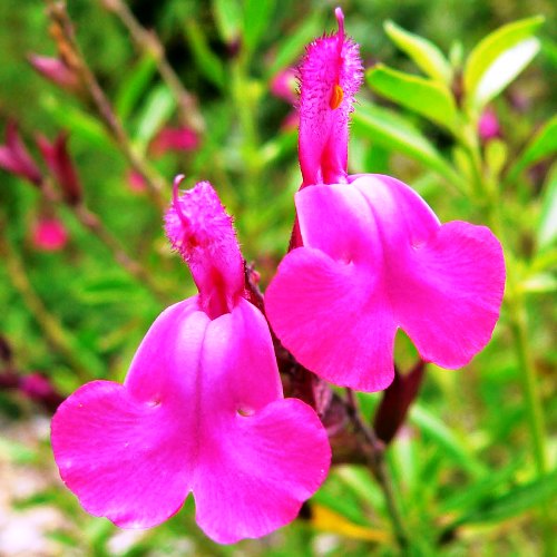 Salvia Pink seeds - omaxe seeds