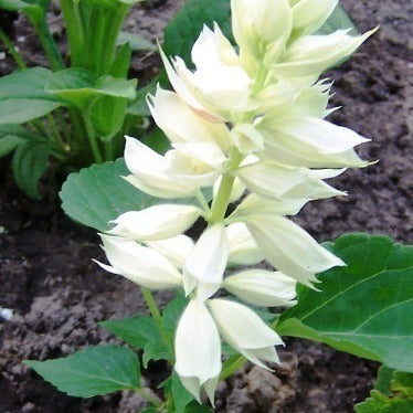 Salvia Sizzler White seeds - omaxe seeds