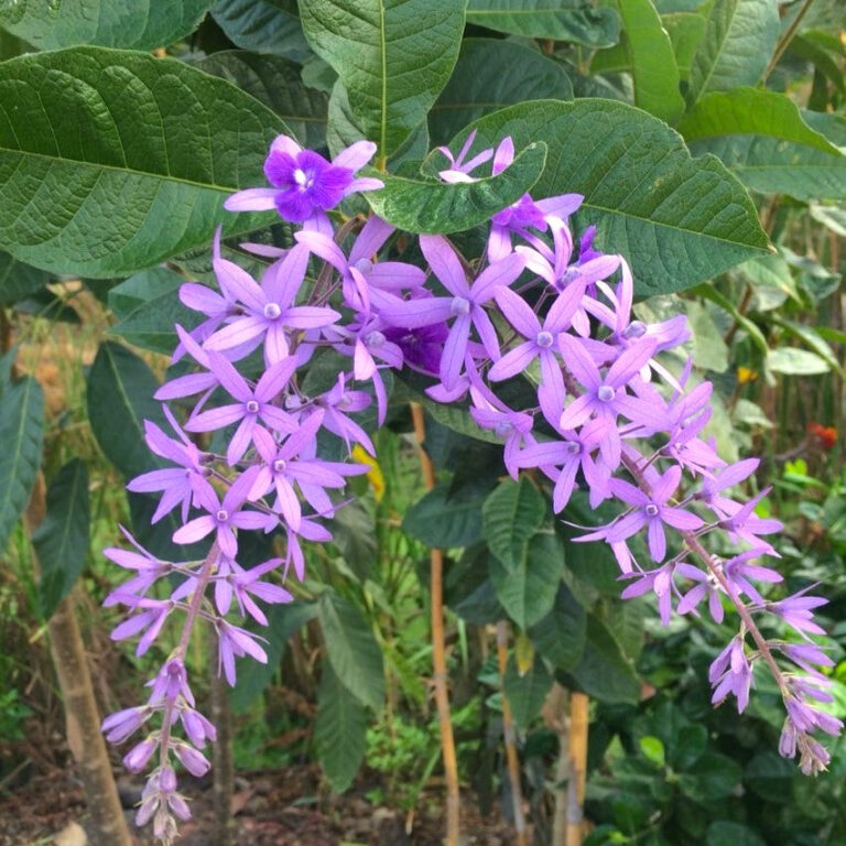 Sandpaper vine flower Plant | 2–3 feet tall | Petrea Volubilis | Purple Wreath