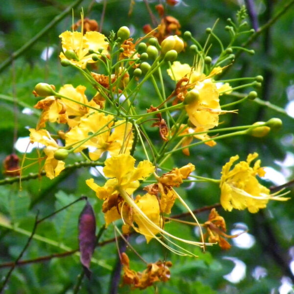Sankasur (Yellow) Plant - Caesalpinia Pulcherrima