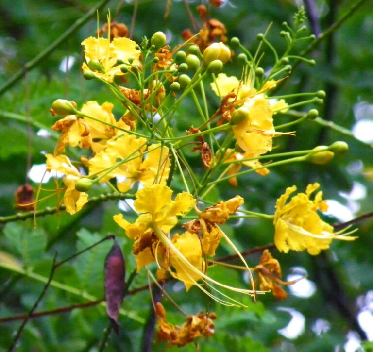 Sankasur (Yellow) Plant - Caesalpinia Pulcherrima