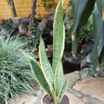 Sansevieria Trifasciata Laurentii Snake Plant