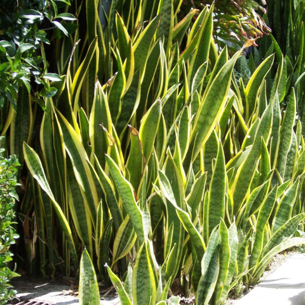 Sansevieria Trifasciata Laurentii Snake Plant