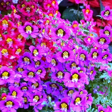 Schizanthus Angel Mixed seeds - omaxe seeds