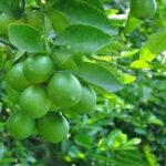 Seedless Lemon Tissue Culture Plant