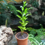 Set of 4 fragrant plants - Raat ki Rani + Krishna Kamal + Madan Mogra + Madhu Malti