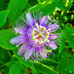 Set of 4 fragrant plants - Raat ki Rani + Krishna Kamal + Madan Mogra + Madhu Malti