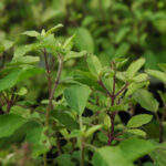 Shyam Tulsi Ocimum Tenuiflorum Plant