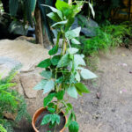 Sky Blue Cluster Vine Plant