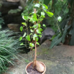 Sky Blue Cluster Vine Plant