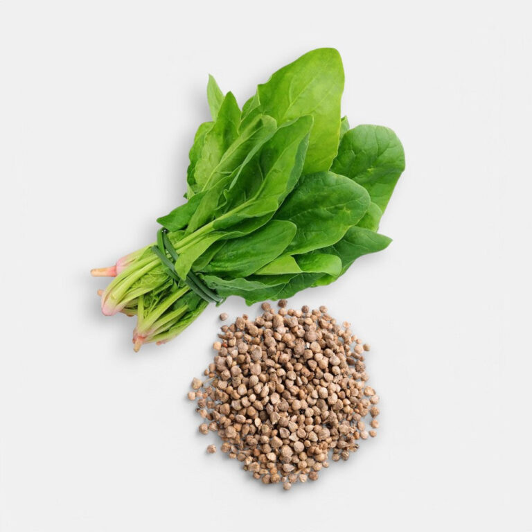 Spinach - Palak Seeds 7gm | Sunrise