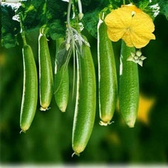 Sponge Gourd F1 Hybrid Komal Seeds - omaxe seeds