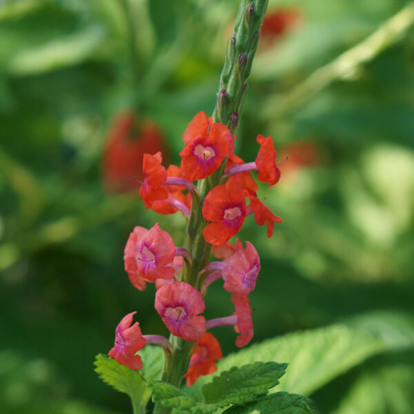 Stachytarpheta Mutabilis Plant | Snakeweed