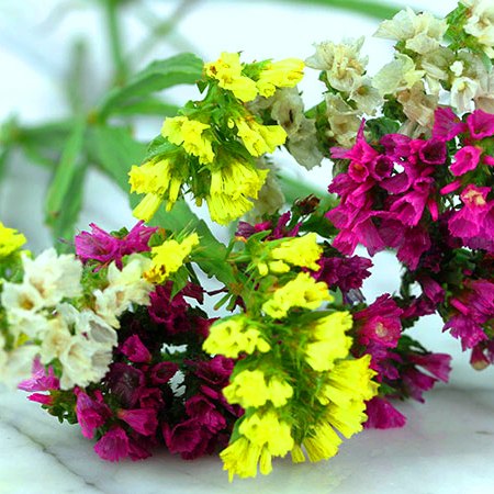 Statice Pacific Mixed seeds - omaxe seeds