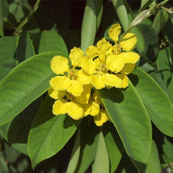 Stigmaphyllon Ciliatum Plant | Orchid Vine