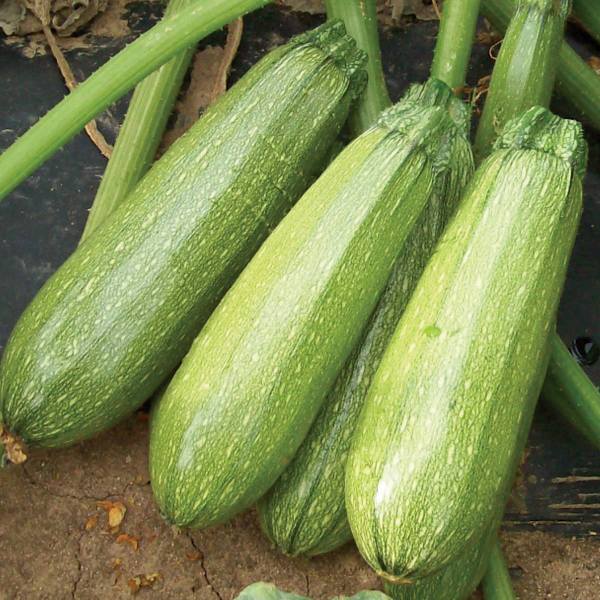 Summer Squash Chappan Kadu F1(Zucchini) seeds - omaxe seeds