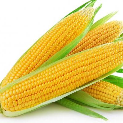 Sweet Corn F1 Hybrid Seeds - omaxe seeds