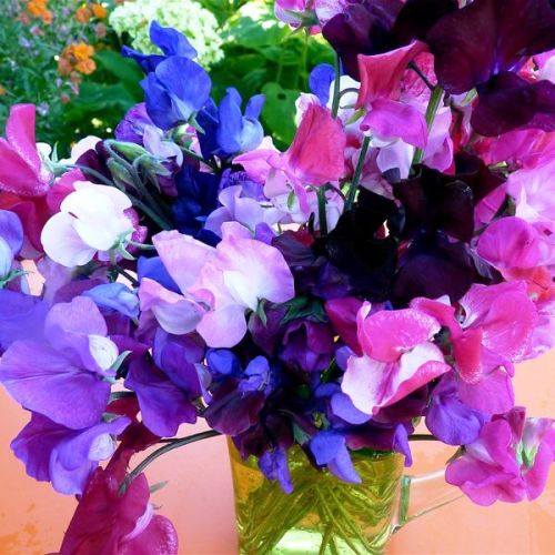 Sweet Pea Bonanza Mixed seeds - omaxe seeds