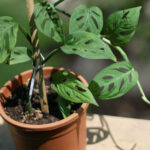 Swiss Cheese Vine Plant