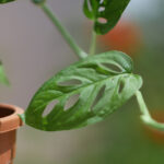 Swiss Cheese Vine Plant