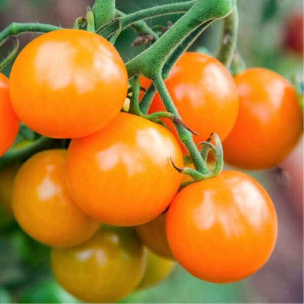 Tomato F1 Gold Currant Cherry Seeds (30 Seeds) - omaxe seeds