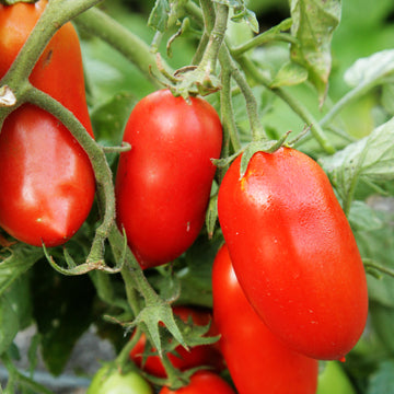 Tomato Roma VF Seeds (50 Seeds) - omaxe seeds