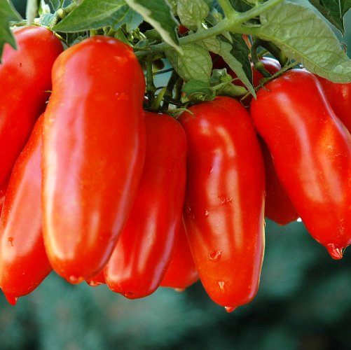 Tomato San Marzano 30 Seeds - omaxe seeds