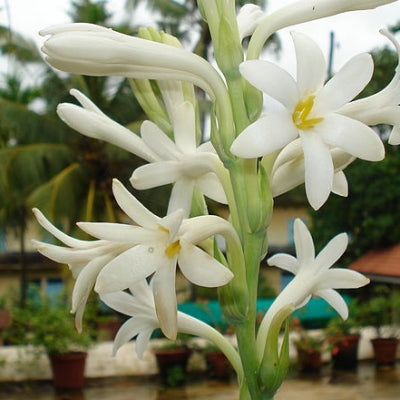 Tuberose, Rajnigandha Bulbs Double petal (Pack of 6 Bulb)