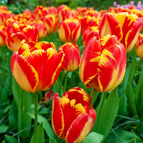 Tulip Bulbs (Banja Luka, 3 Bulbs)