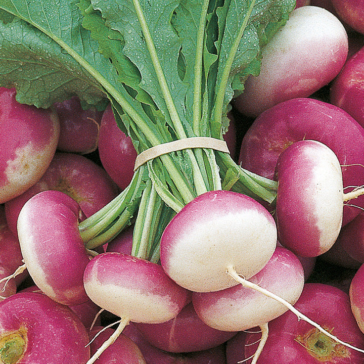Turnip Purple Imported seeds (10 gm) - omaxe seeds