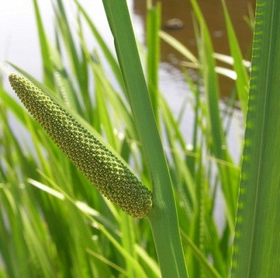 Vekhand Plant - Acorus Calamus